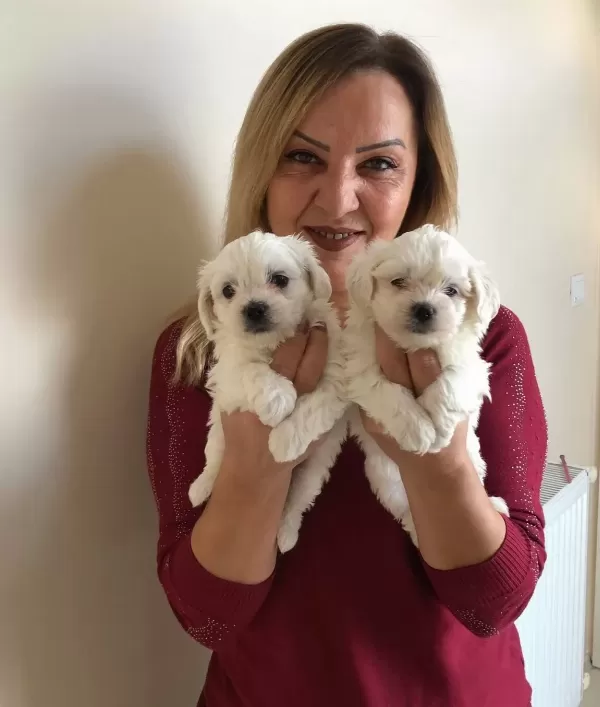 Kar Beyaz Maltese Terrier Yavrularımız