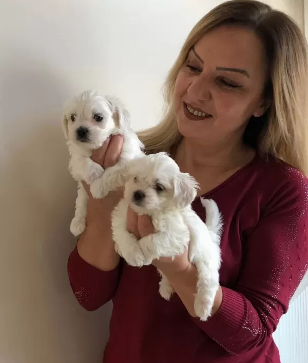 Kar Beyaz Maltese Terrier Yavrularımız