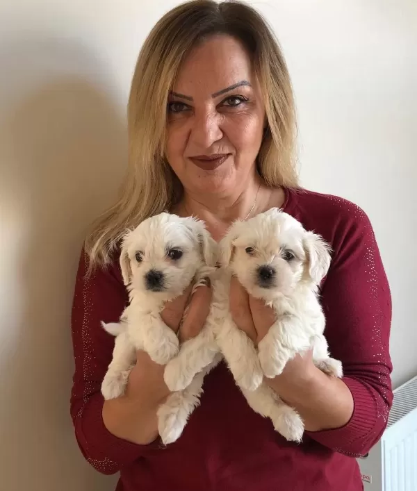 Kar Beyaz Maltese Terrier Yavrularımız