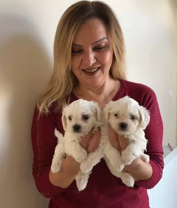 Kar Beyaz Maltese Terrier Yavrularımız