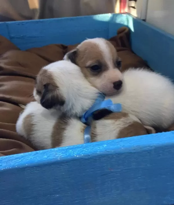 Orijinal Kısa Bacak Jack Russell Yavrularımız