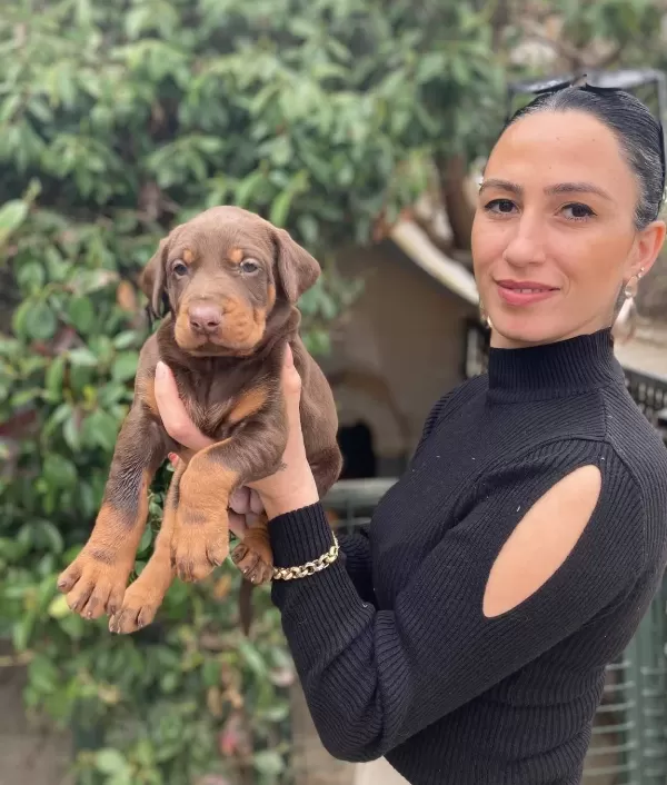 Doberman Yavrularım Sağlık Ve Irk Garantilidir