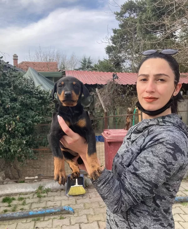 Doberman Yavrularım Sağlık Ve Irk Garantilidir
