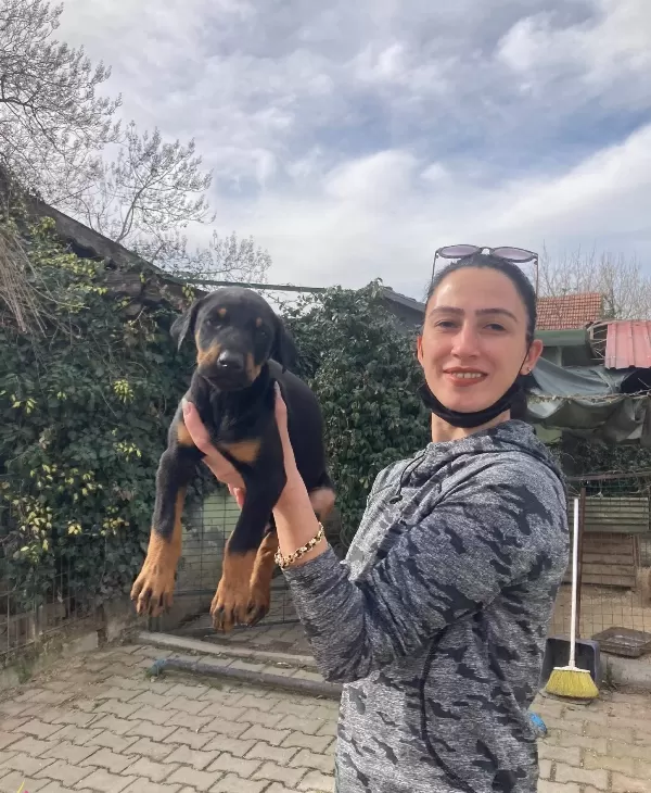 Doberman Yavrularım Sağlık Ve Irk Garantilidir