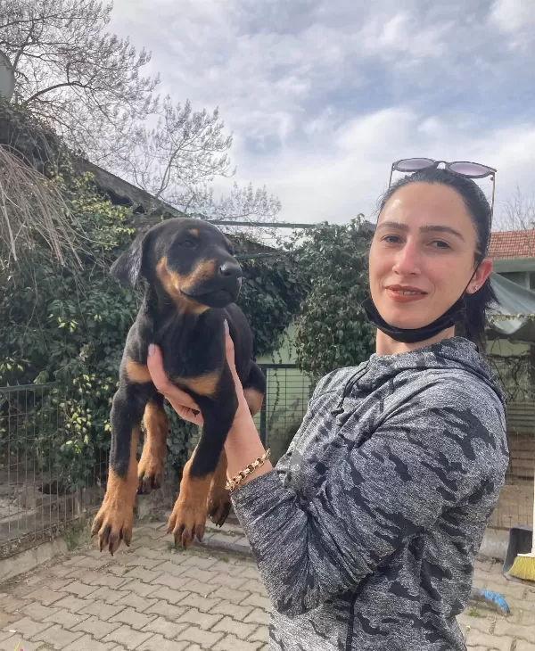 Doberman Yavrularım Sağlık Ve Irk Garantilidir