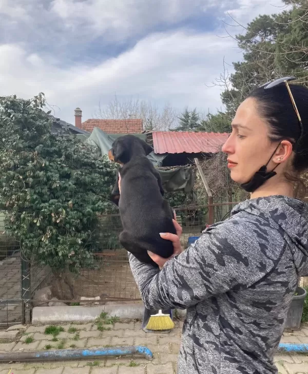 Doberman Yavrularım Sağlık Ve Irk Garantilidir