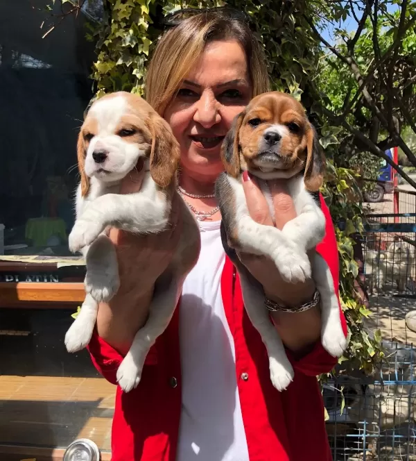 Irk Garantili Harika Beagle Yavrularımız