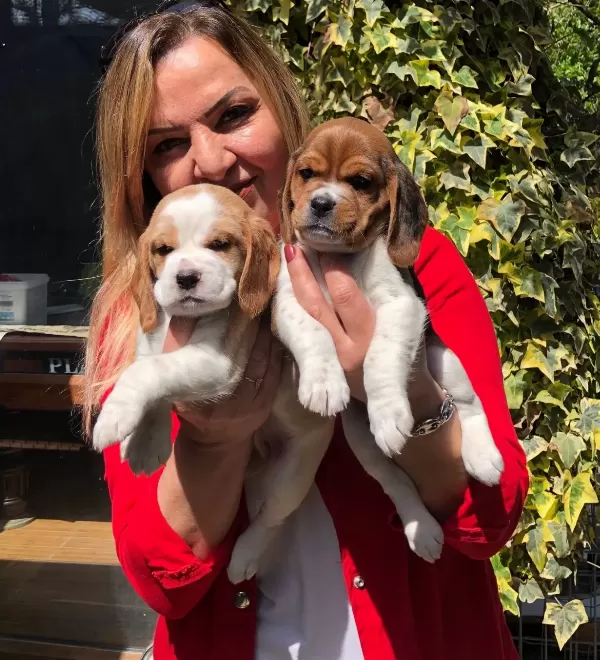 Irk Garantili Harika Beagle Yavrularımız