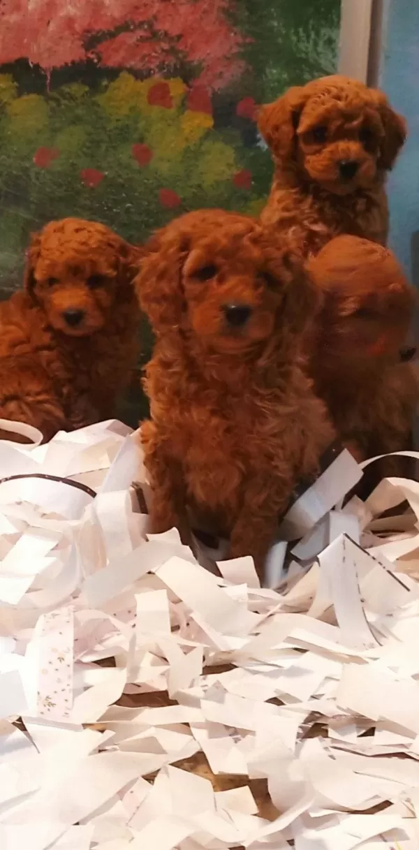 Toy Poodle Yavrularımız