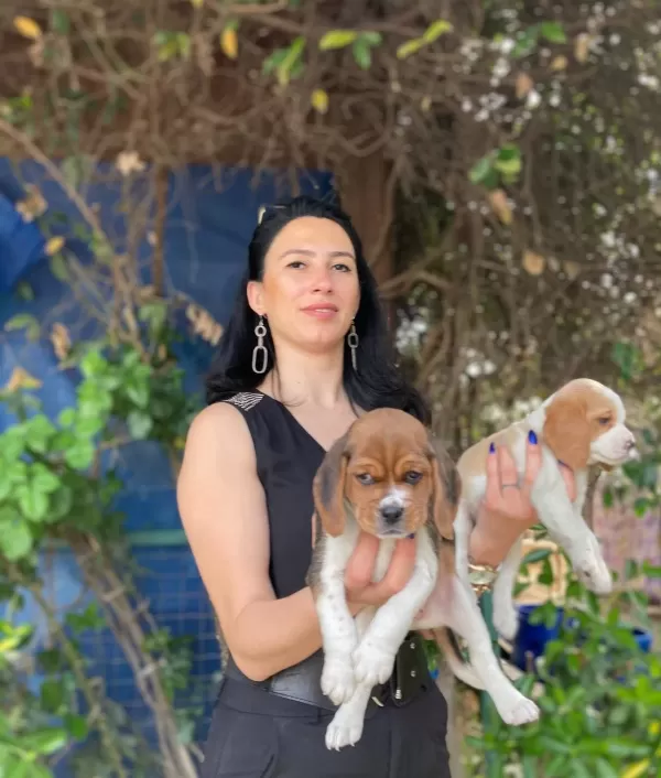 Beagle Yavrularımız Sağlık Ve Irk Garantilidir