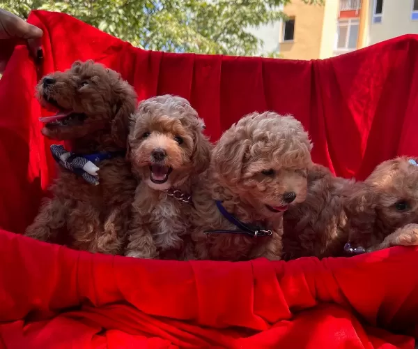Toy Poodle Red Brown Red Yavrularımız