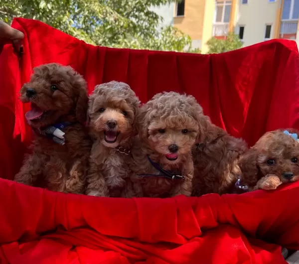 Toy Poodle Red Brown Red Yavrularımız