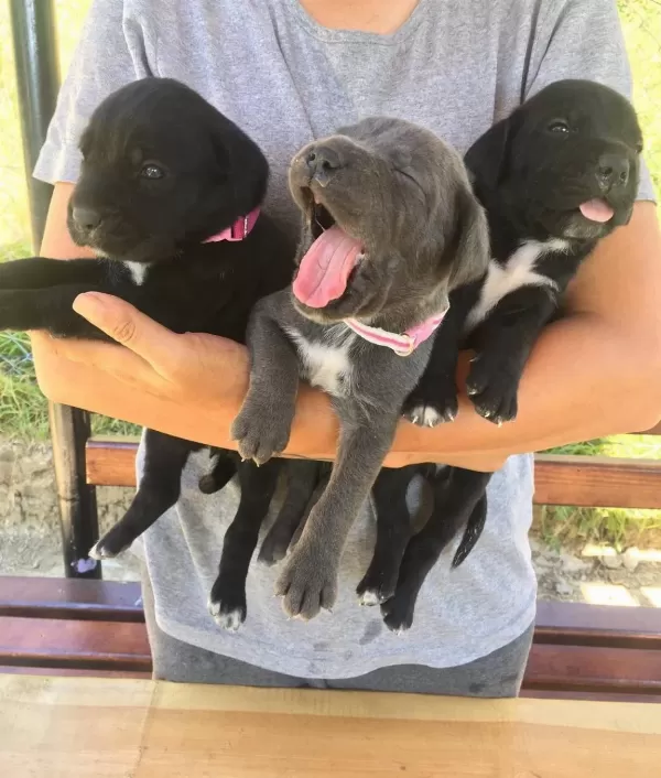 Cane Corso Blue Ve Siyah Yavrularım