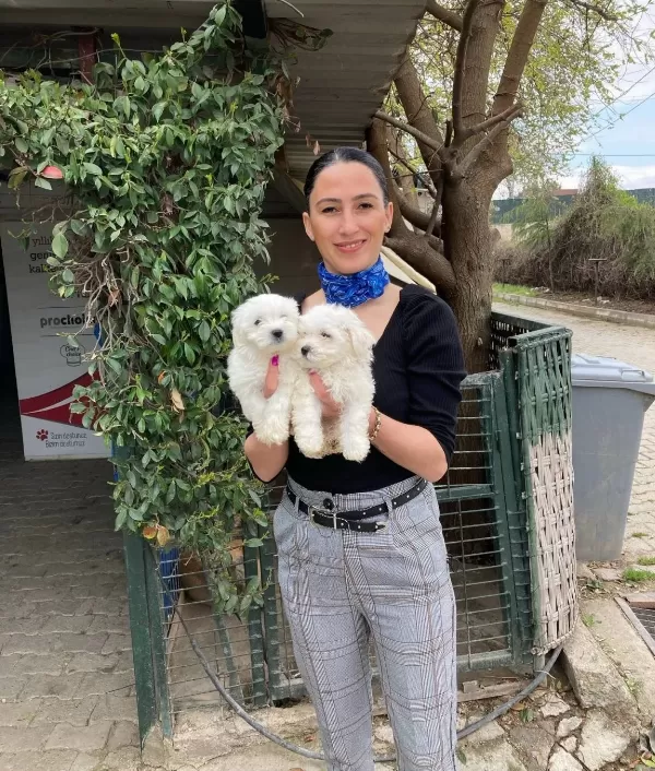 Maltese Yavrular Sağlık Ve Irk Garantilidir