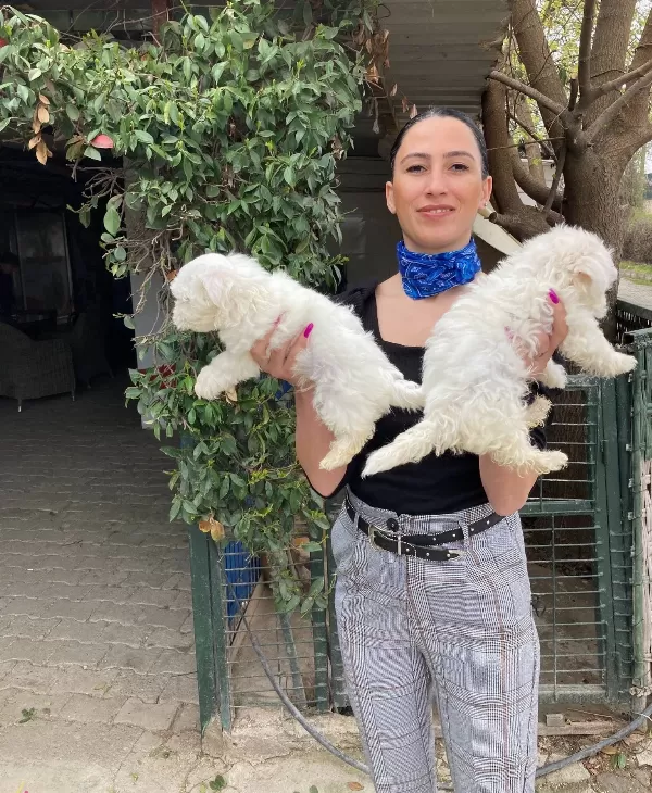Maltese Yavrular Sağlık Ve Irk Garantilidir