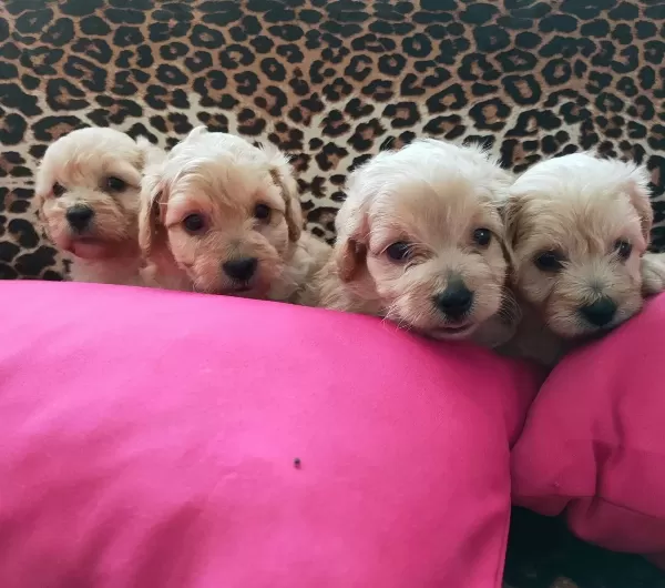 Maltipoo Yavrularım Sağlık Ve Irk Garantilidir