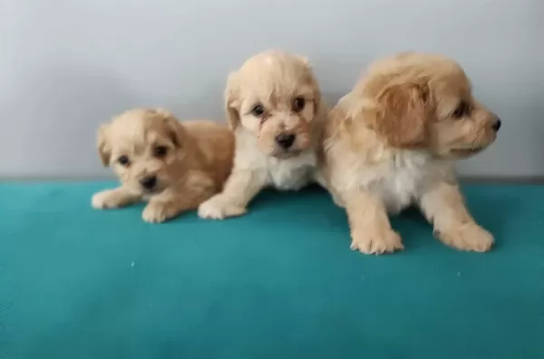 Maltipoo Yavrularım Sağlık Ve Irk Garantilidir