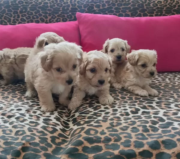 Maltipoo Yavrularım Sağlık Ve Irk Garantilidir