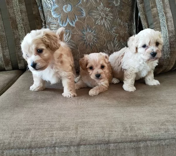 Maltipoo Yavrularım Sağlık Ve Irk Garantilidir