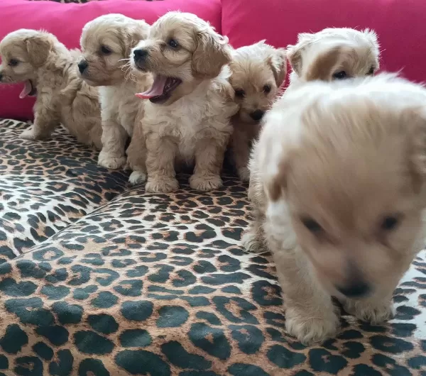 Maltipoo Yavrularım Sağlık Ve Irk Garantilidir