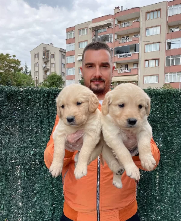 Jumbo Golden Retriever Yavrularımiz Baby Face
