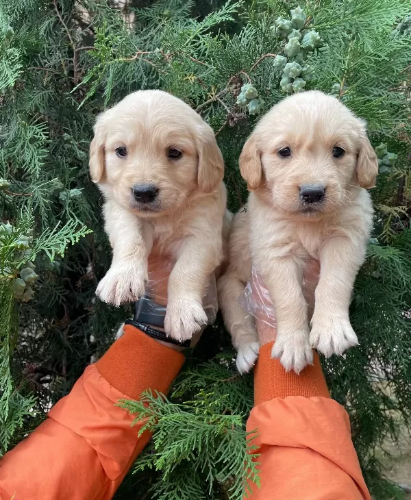 Jumbo Golden Retriever Yavrularımiz Baby Face