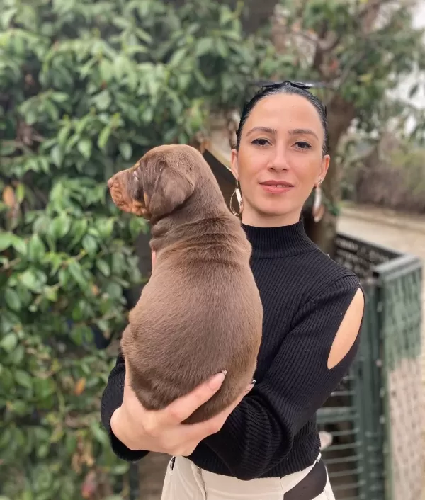 Doberman Yavrularım Sağlık Ve Irk Garantilidir