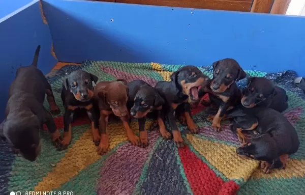 Doberman Yavrularım Sağlık Ve Irk Garantilidir