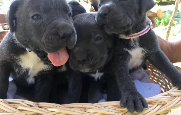 Cane Corso Blue Ve Siyah Yavrularım