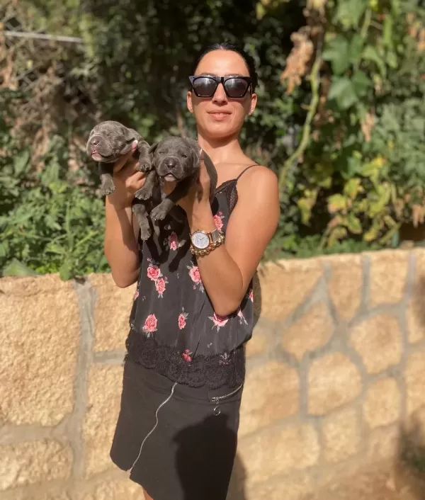 Cane Corso Blue Ve Siyah Yavrularım
