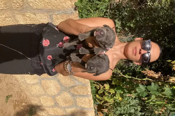 Cane Corso Blue Ve Siyah Yavrularım