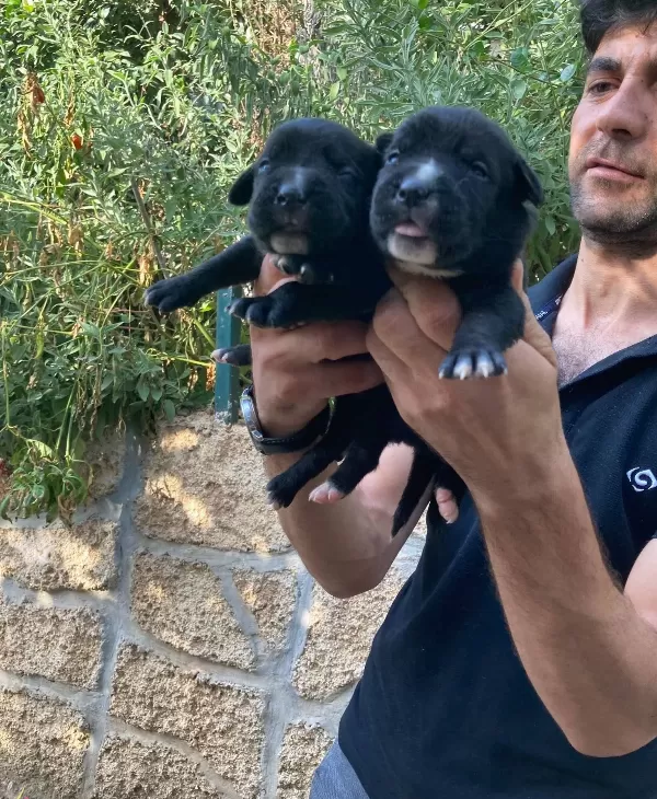 Cane Corso Blue Ve Siyah Yavrularım