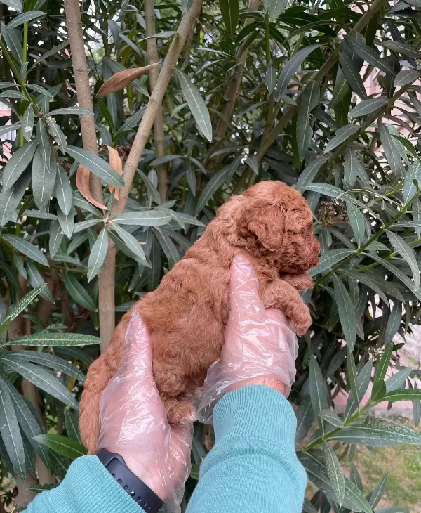 Gerçek Red Brown Toy Poodle Bebeklerimiz