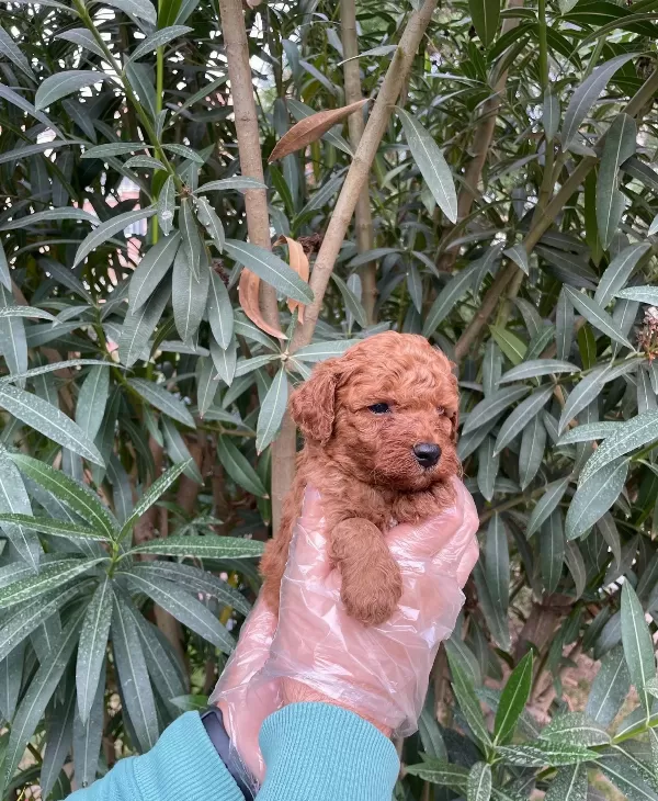 Gerçek Red Brown Toy Poodle Bebeklerimiz