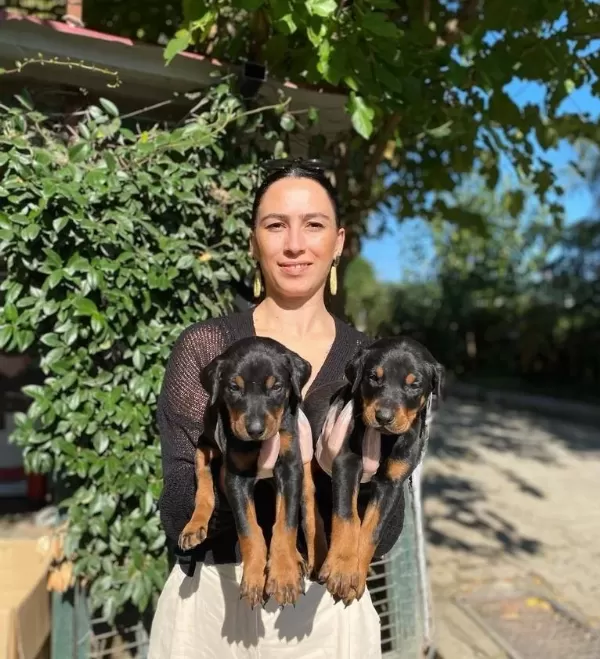 King Doberman Yavrularım Sağlık Ve Irk Garantilidir