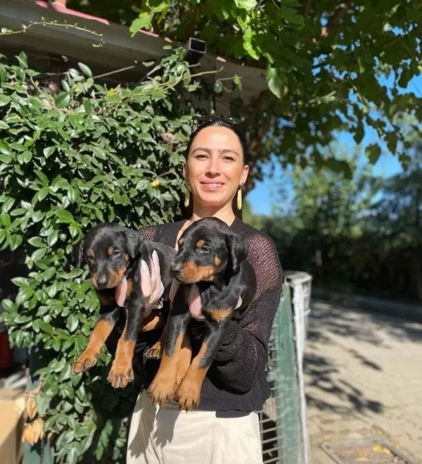 King Doberman Yavrularım Sağlık Ve Irk Garantilidir