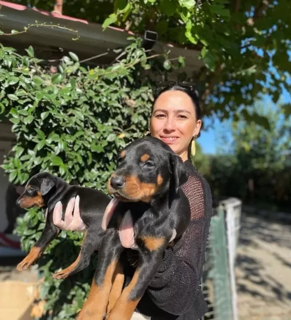 King Doberman Yavrularım Sağlık Ve Irk Garantilidir
