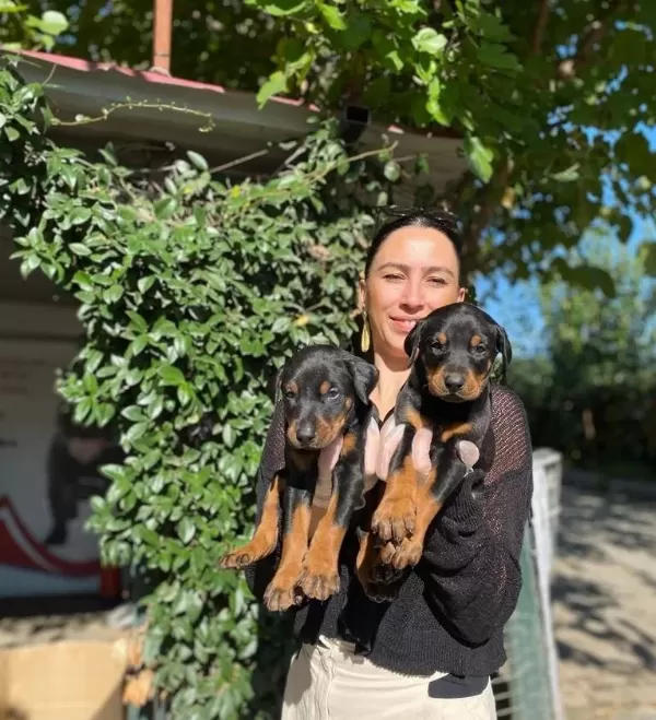 King Doberman Yavrularım Sağlık Ve Irk Garantilidir
