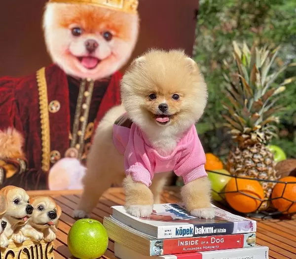 Aa Kalite Pomeranian Boo Yavrumuz
