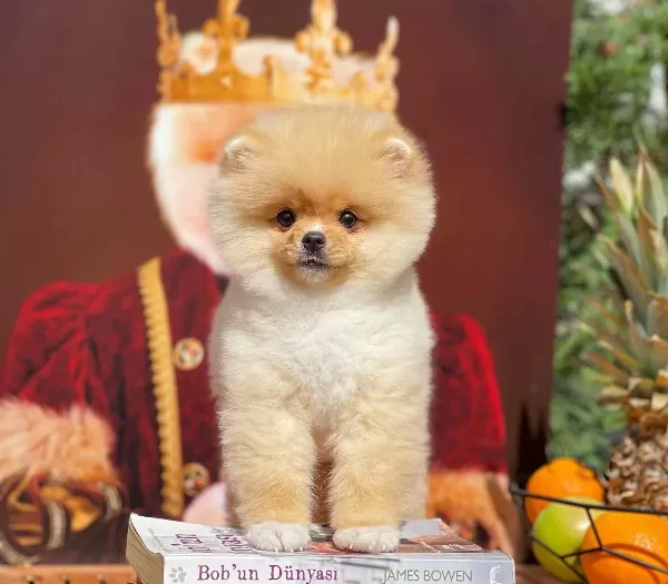 Aa Kalite Pomeranian Boo Yavrumuz