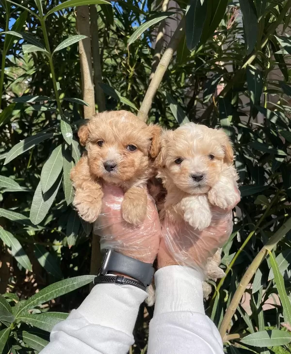 Apricot Ve Red F1 Maltipoo Bebeklerimiz