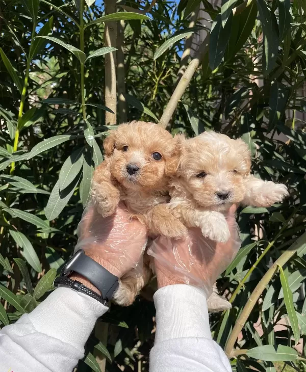 Apricot Ve Red F1 Maltipoo Bebeklerimiz