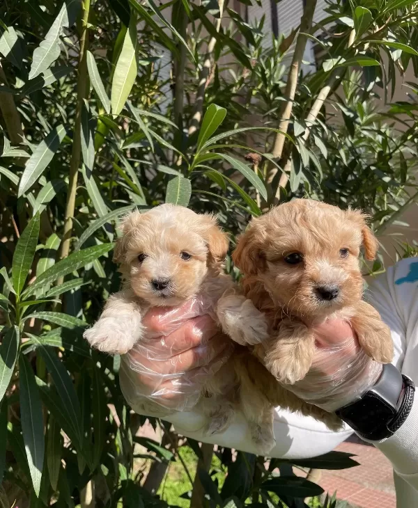 Apricot Ve Red F1 Maltipoo Bebeklerimiz