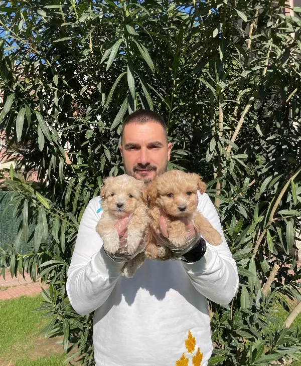 Apricot Ve Red F1 Maltipoo Bebeklerimiz