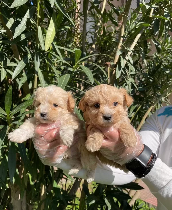 Apricot Ve Red F1 Maltipoo Bebeklerimiz