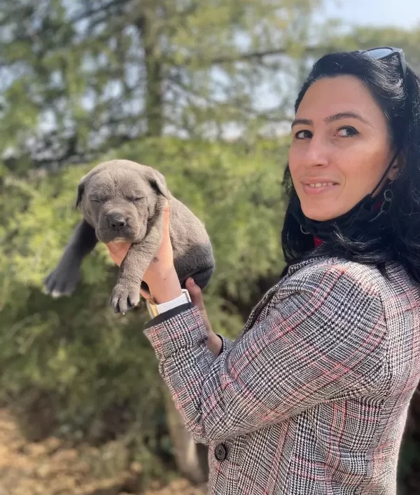 Cane Corso Blue Ve Siyah Yavrularım
