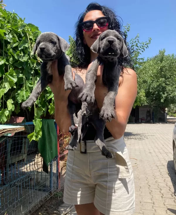 Cane Corso Blue Ve Siyah Yavrularım