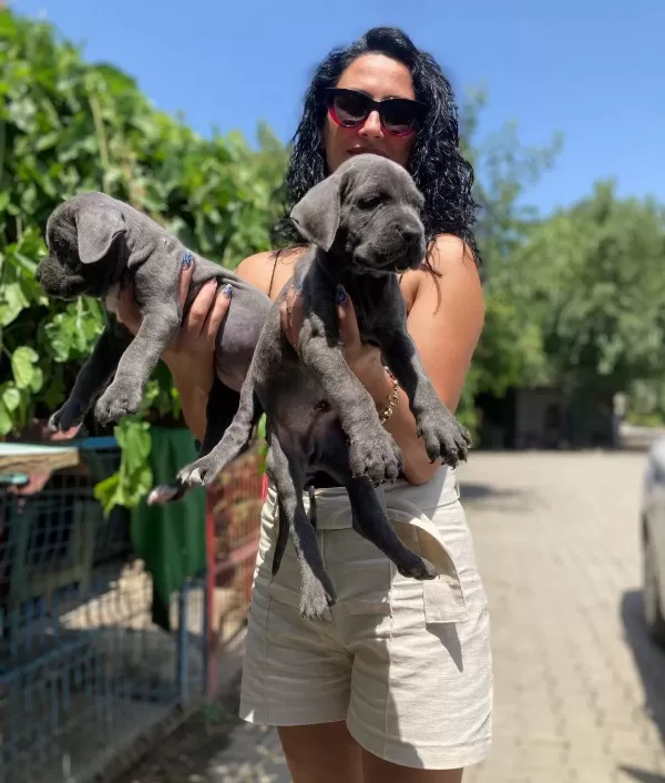 Cane Corso Blue Ve Siyah Yavrularım