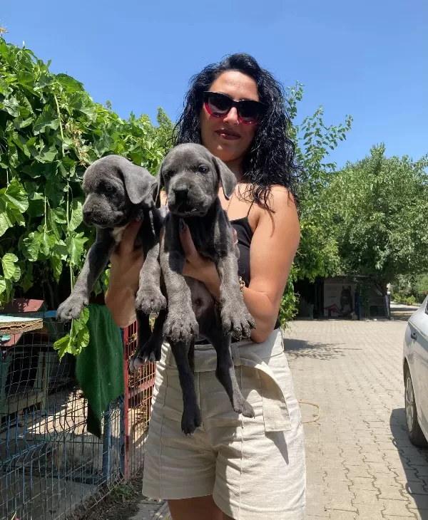 Cane Corso Blue Ve Siyah Yavrularım