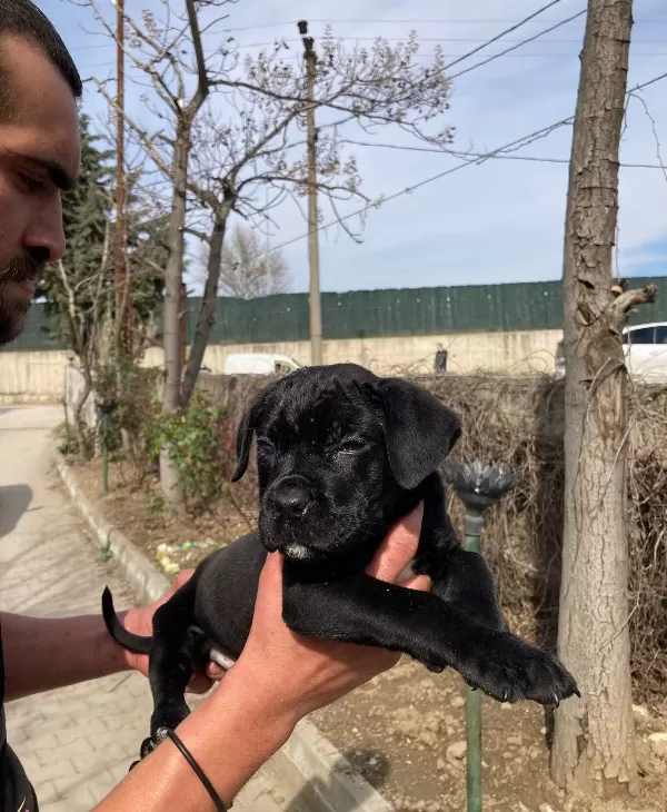 Cane Corso Blue Ve Siyah Yavrularım